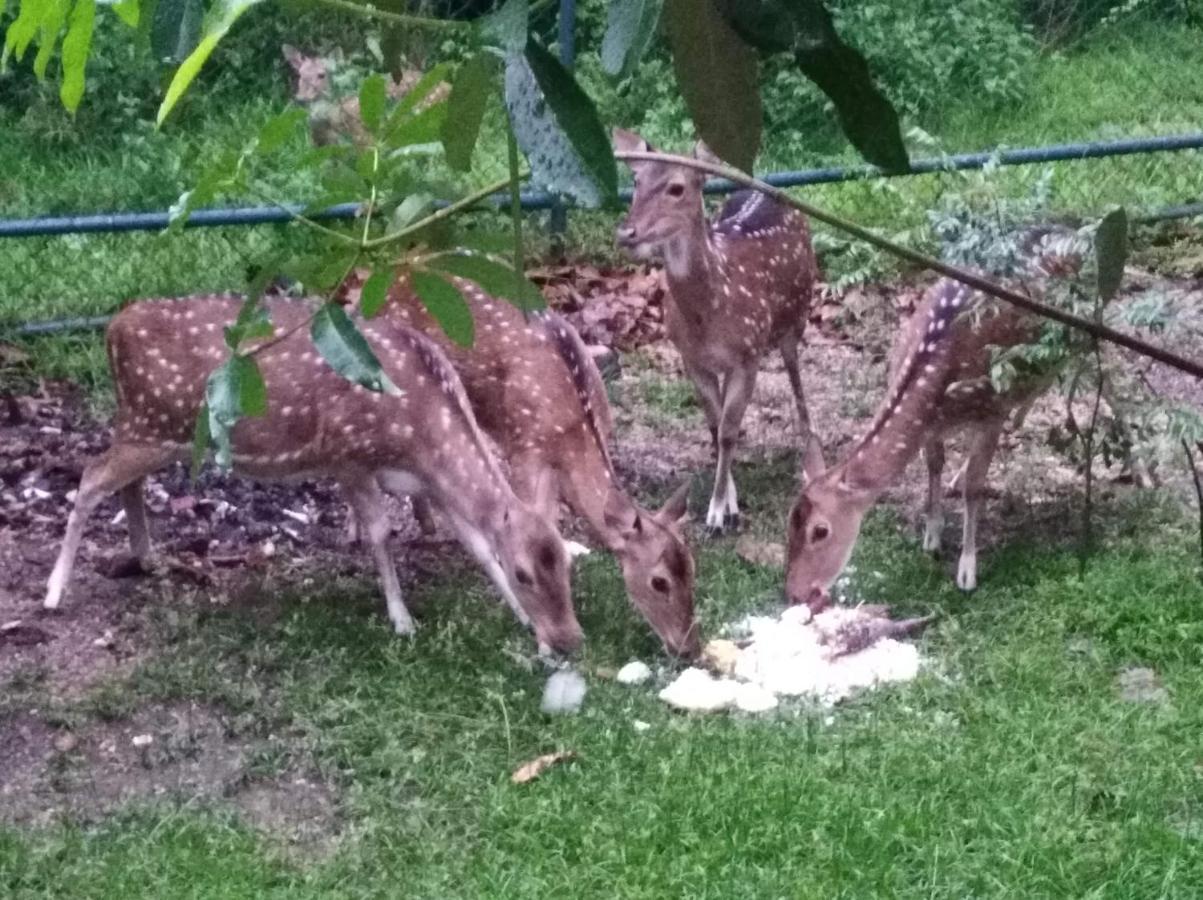מלון פולונרואה Deer Garden Guest מראה חיצוני תמונה