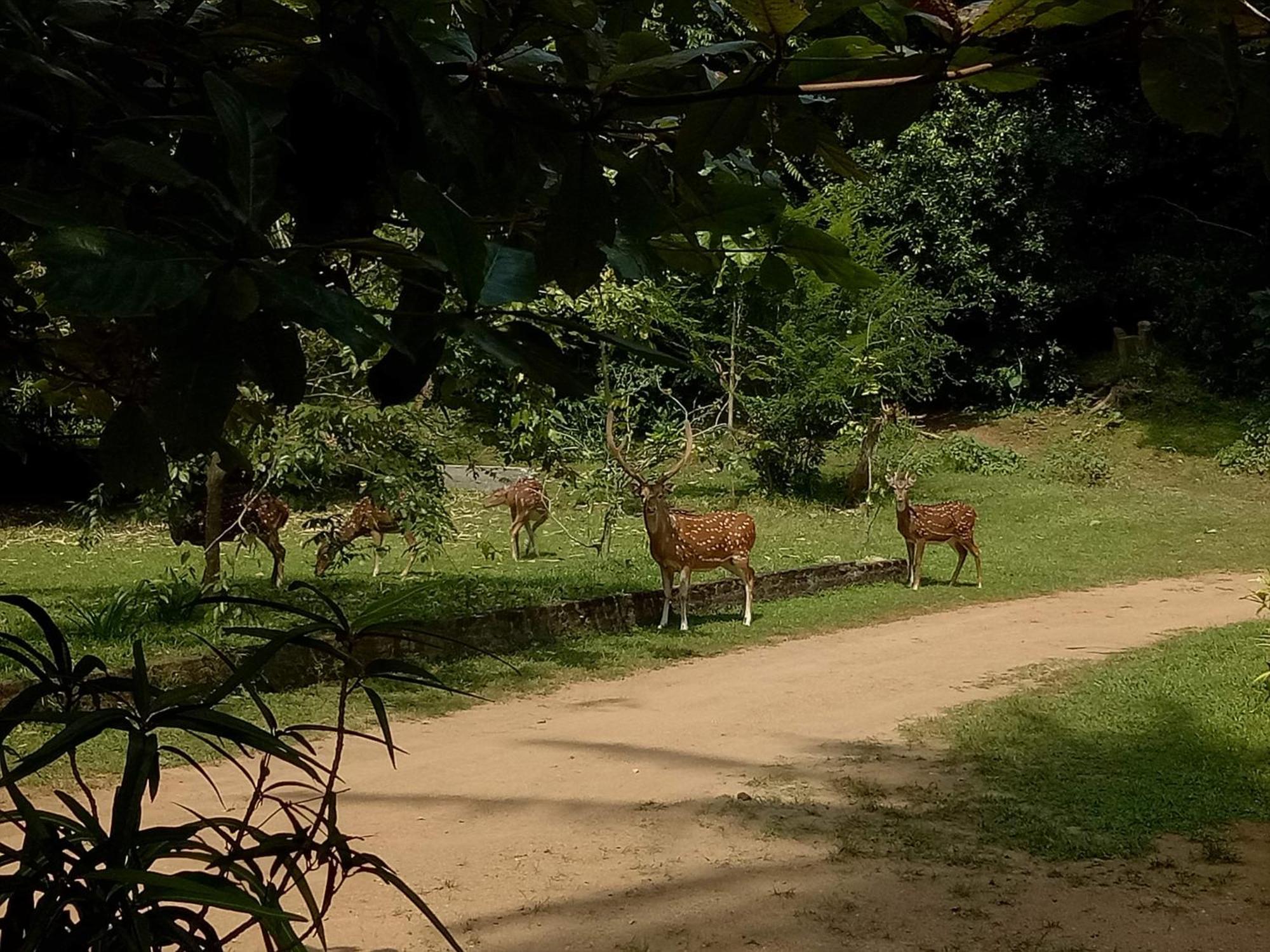 מלון פולונרואה Deer Garden Guest מראה חיצוני תמונה