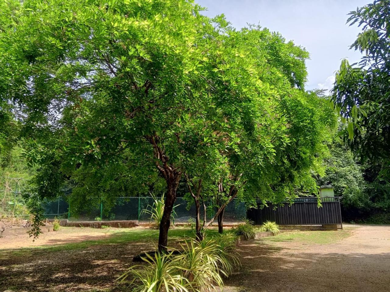 מלון פולונרואה Deer Garden Guest מראה חיצוני תמונה